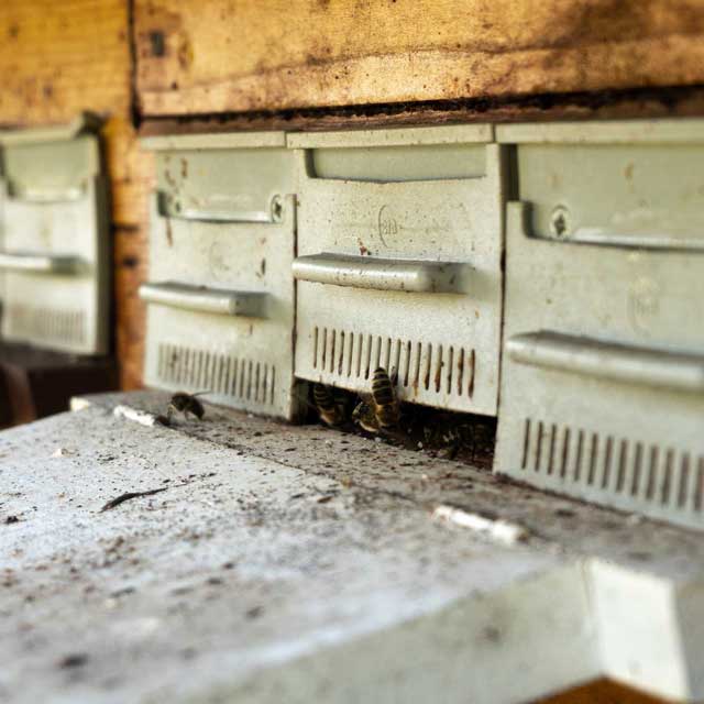Jede Biene weiss wo ihr Zuhause ist.