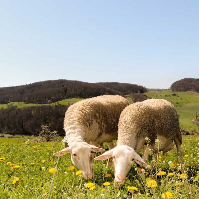 Die Schafe leben auf den Wiesen rund um den Hof.